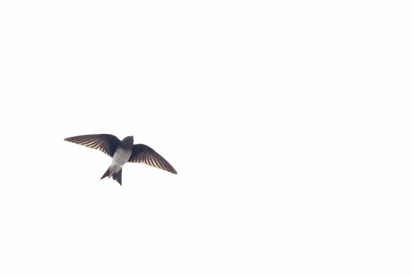 Gray-breasted Martin