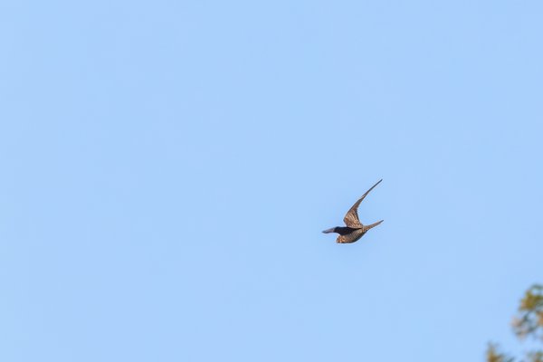 Common Nighthawk
