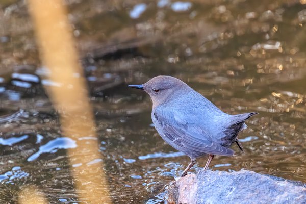 American Dipper