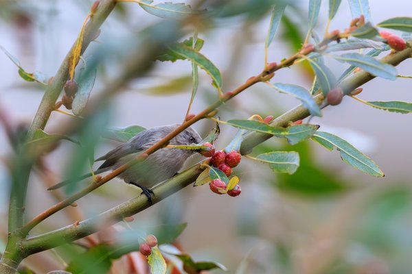 Bushtit