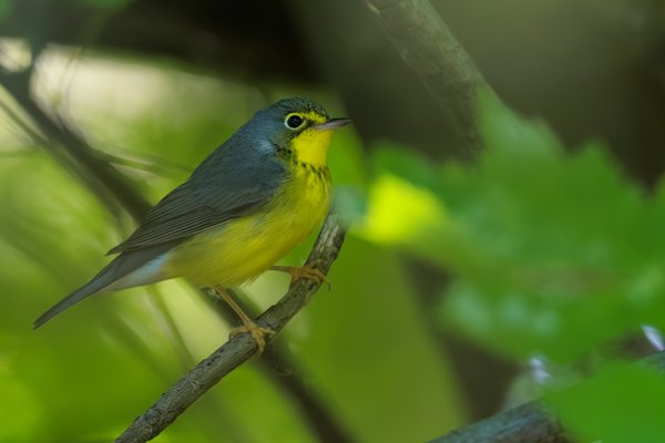 Canada Warbler
