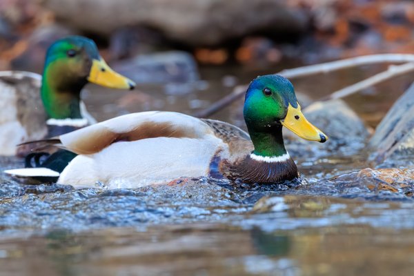 Mallard