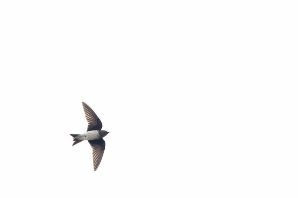 Gray-breasted Martin