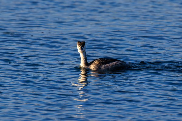 Great Crested Grebe