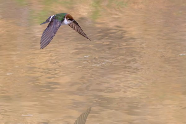 Violet-green Swallow
