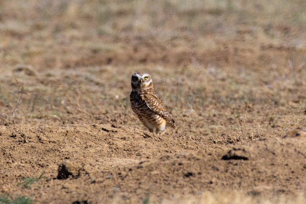 Burrowing Owl