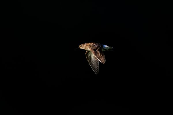 Least Sandpiper