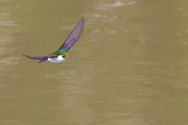 Violet-green Swallow