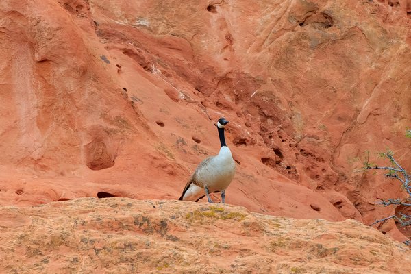 Canada Goose