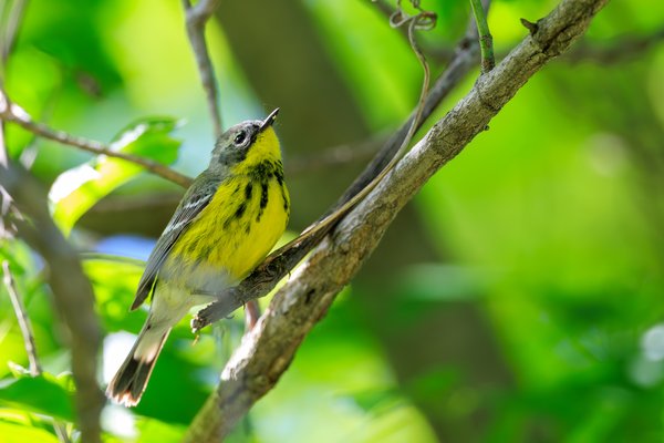 Magnolia Warbler