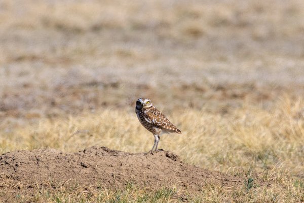 Burrowing Owl
