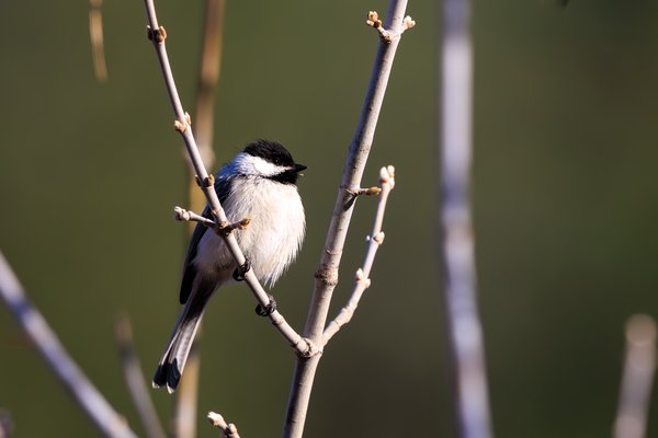 Black-capped Chickadee