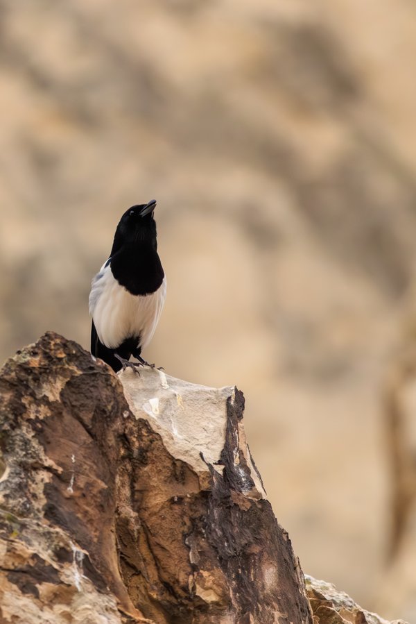 Black-billed Magpie