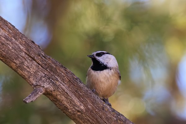 Mountain Chickadee