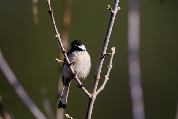 Black-capped Chickadee