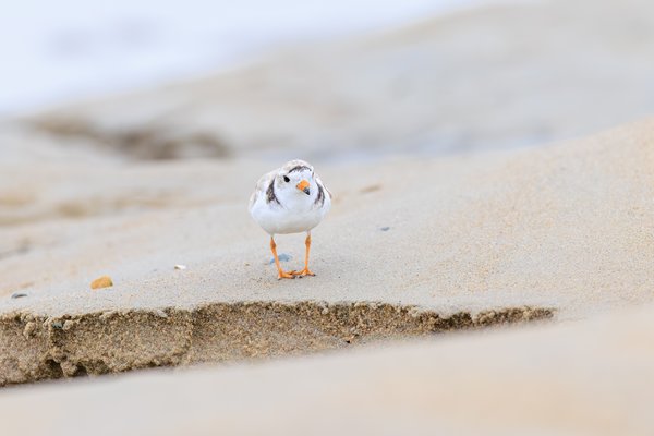 Piping Plover