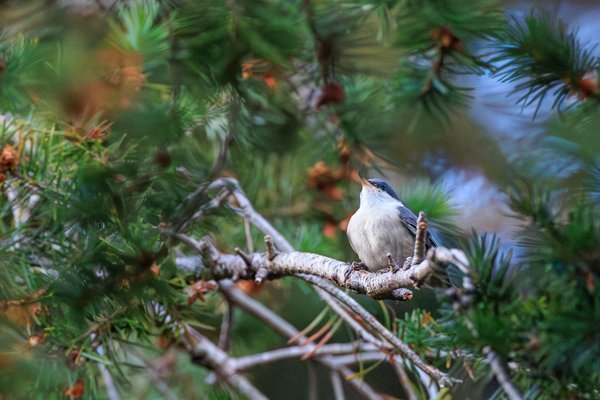 Pygmy Nuthatch
