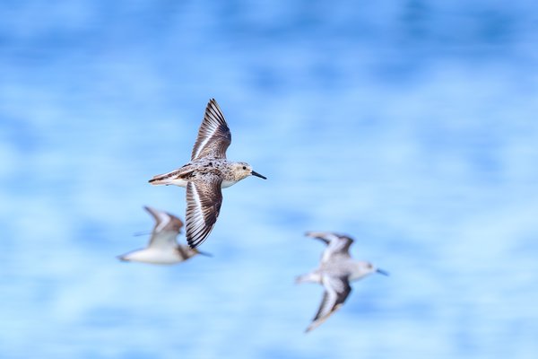Semipalmated Sandpiper