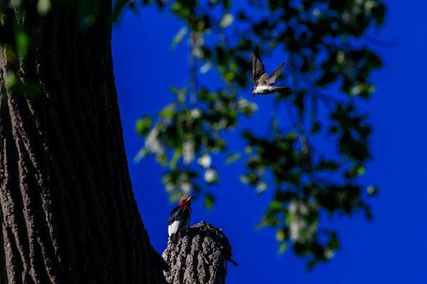Red-headed Woodpecker