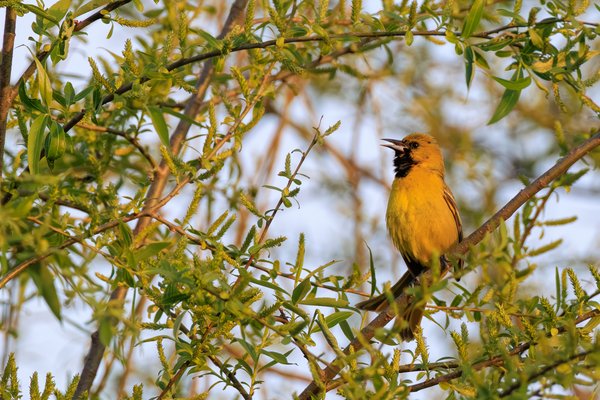 Orchard Oriole