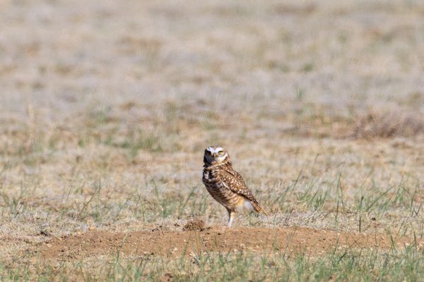 Burrowing Owl