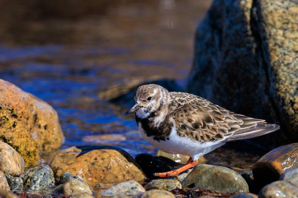 Ruddy Turnstone