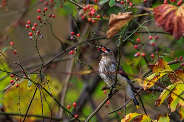 Cedar Waxwing