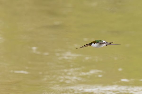 Violet-green Swallow