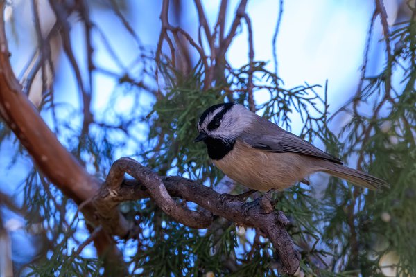 Mountain Chickadee