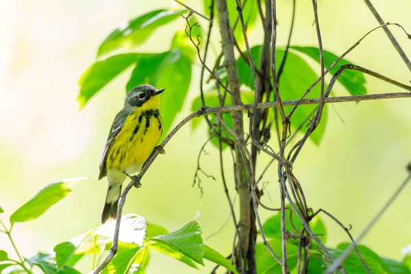 Magnolia Warbler