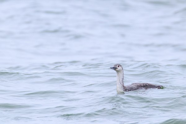 Red-throated Loon