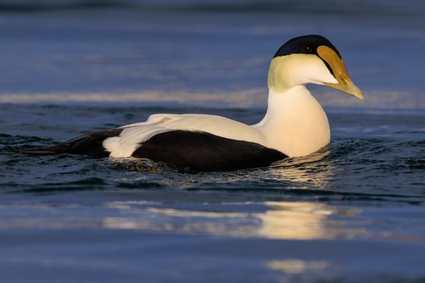 Common Eider