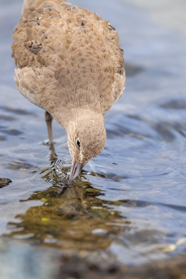 Willet