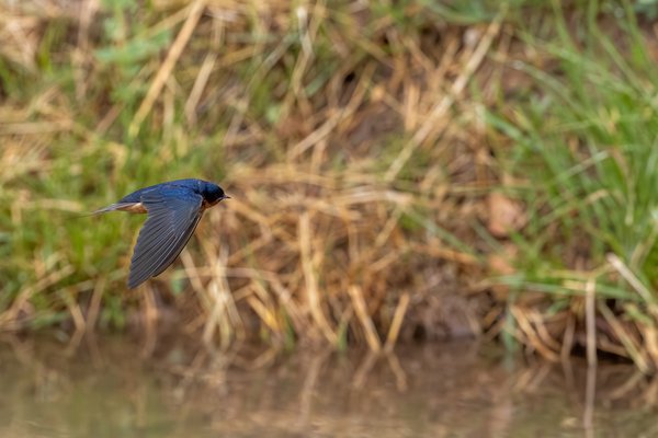 Barn Swallow