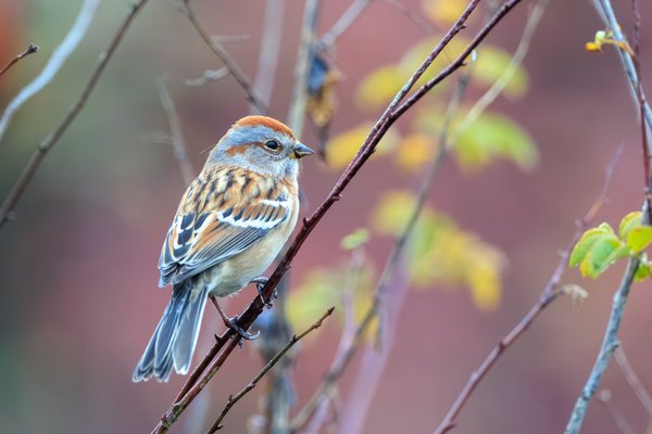 American Tree Sparrow