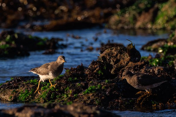Surfbird