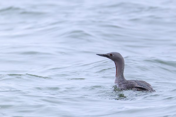 Red-throated Loon