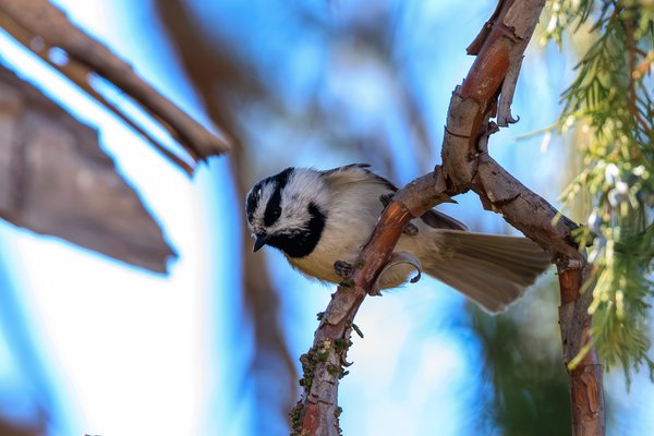 Mountain Chickadee