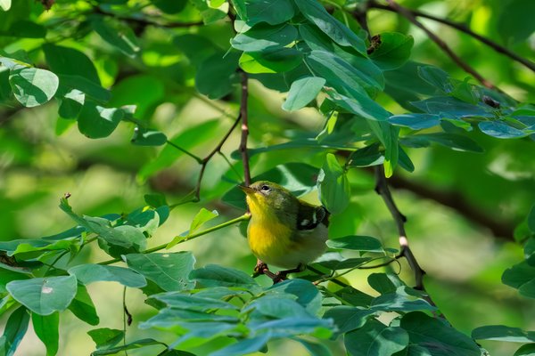 Northern Parula