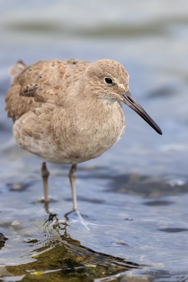 Willet