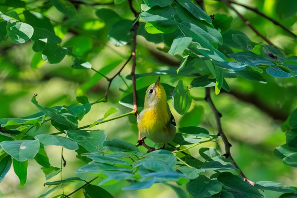 Northern Parula