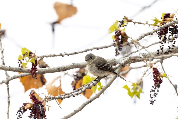 Gray Flycatcher