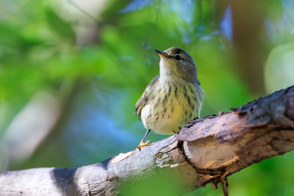Cape May Warbler