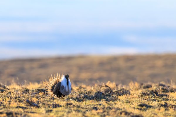 Greater Sage-Grouse