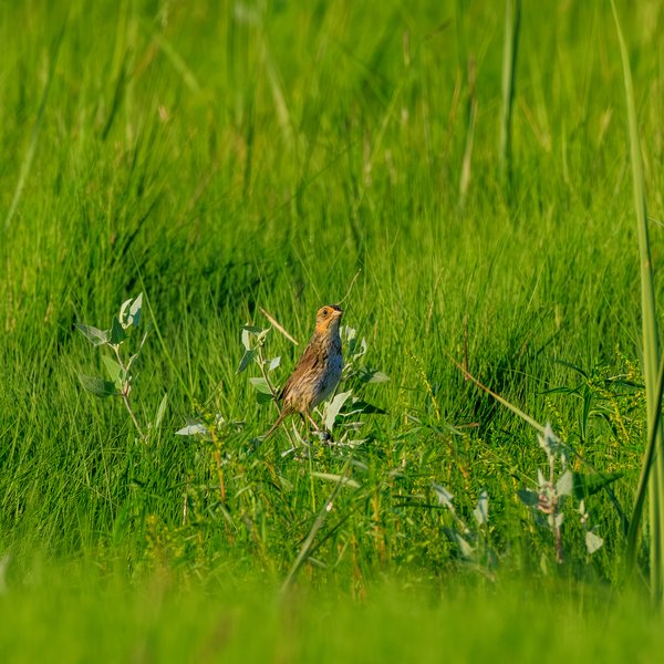 Saltmarsh Sparrow