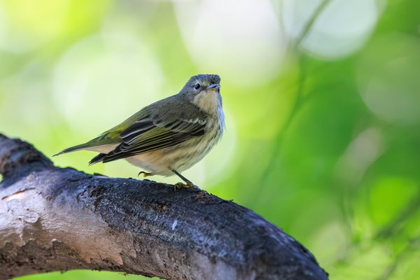 Yellow-rumped Warbler