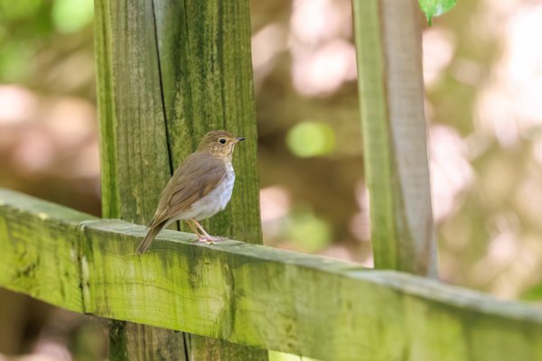 Swainson's Thrush
