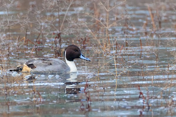 Northern Pintail
