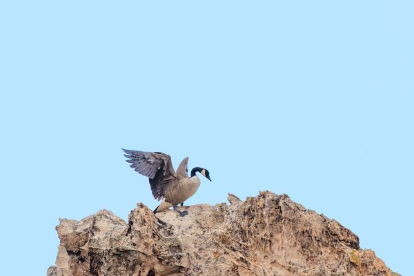 Canada Goose