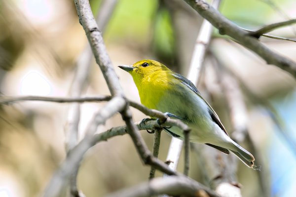 Yellow-throated Vireo
